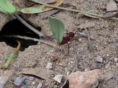 Acromyrmex versicolor