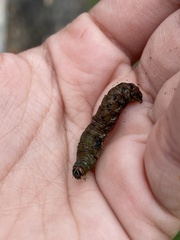 Spodoptera latifascia