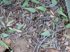 Acromyrmex versicolor