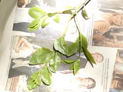Ercilla spicata
