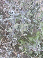 Nepeta racemosa