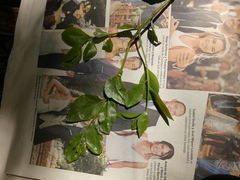 Ercilla spicata