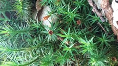 Epibryon interlamellare