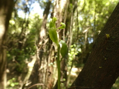 Ercilla spicata