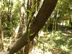 Ercilla spicata