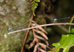 Austroargiolestes elke