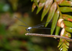 Austroargiolestes elke