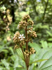Miconia conosetosa