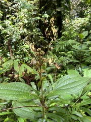 Miconia conosetosa
