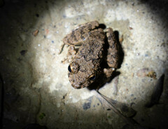 Oreobates quixensis
