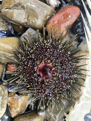 Evechinus chloroticus