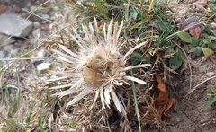 Carlina acaulis