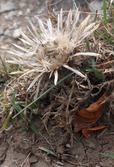 Carlina acaulis