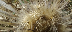 Carlina acaulis