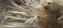 Carlina acaulis
