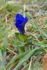 Gentiana verna