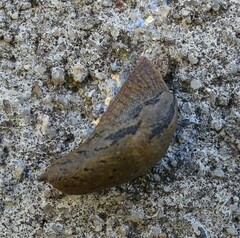 Drusia valenciennii