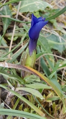 Gentiana verna