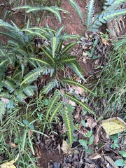 Arachniodes simplicior