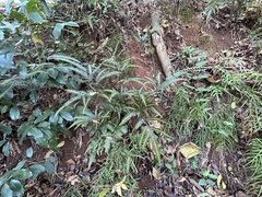 Arachniodes simplicior