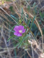 Clarkia tenella