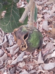 Caryocar brasiliense