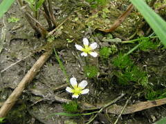 Ranunculus aquatilis