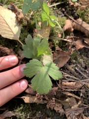 Geranium molle