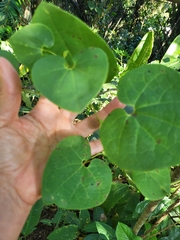 Aristolochia ringens
