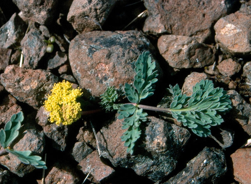 Lomatium ochocense