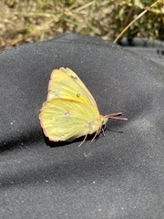 Colias philodice