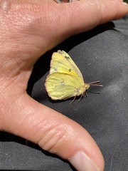 Colias philodice