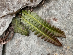 Blechnum penna-marina