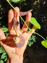Aristolochia ringens