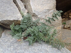 Myriopteris wrightii