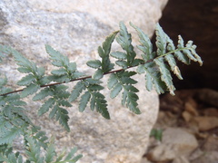 Myriopteris wrightii