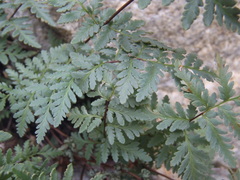 Myriopteris wrightii