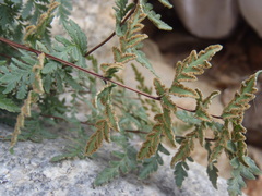 Myriopteris wrightii