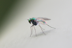 Chrysosoma