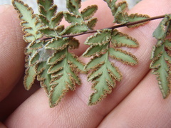 Myriopteris wrightii