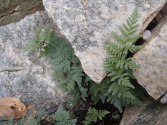 Myriopteris wrightii