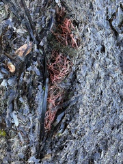 Calliarthron tuberculosum