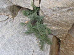 Myriopteris wrightii