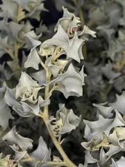 Atriplex hymenelytra