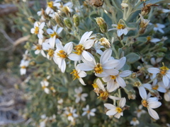 Olearia moschata