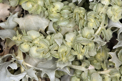 Atriplex hymenelytra