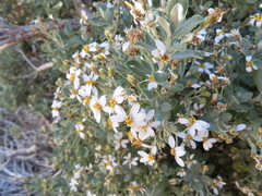 Olearia moschata