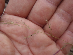 Muhlenbergia microsperma