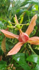 Passiflora aurantia