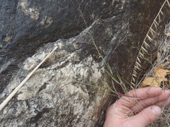 Muhlenbergia microsperma